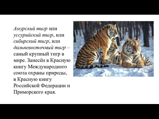 Амурский тигр или уссурийский тигр, или сибирский тигр, или дальневосточный тигр