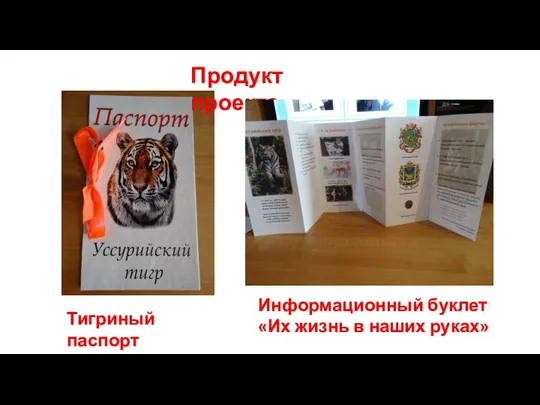 Тигриный паспорт Информационный буклет «Их жизнь в наших руках» Продукт проекта: