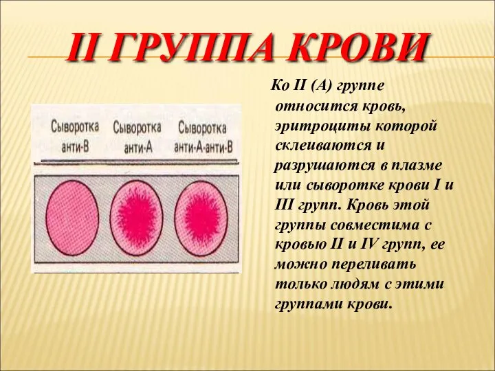 II ГРУППА КРОВИ Ко II (А) группе относится кровь, эритроциты которой