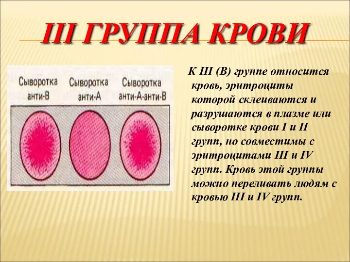 III ГРУППА КРОВИ К III (В) группе относится кровь, эритроциты которой