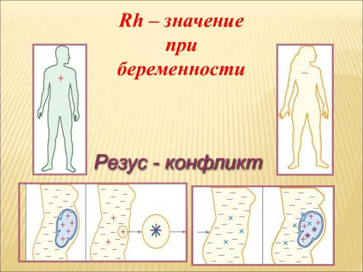 Резус - конфликт Rh – значение при беременности