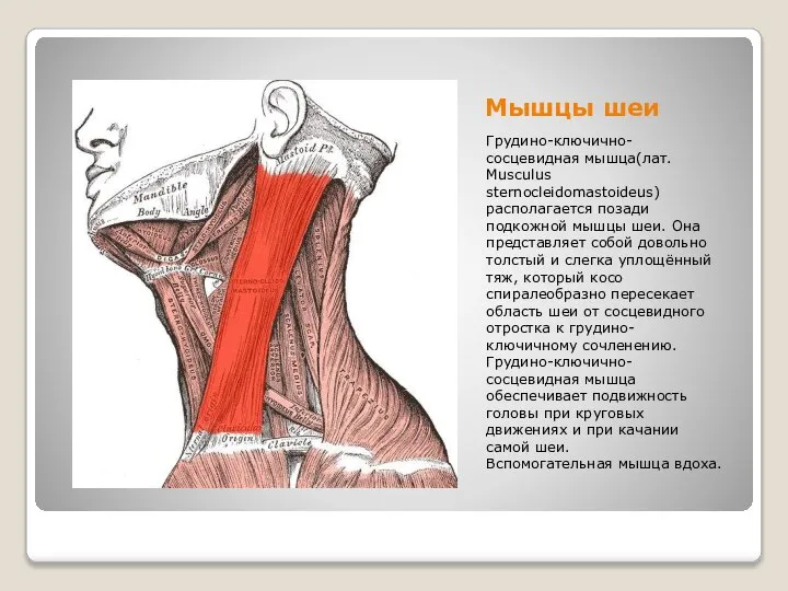 Мышцы шеи Грудино-ключично-сосцевидная мышца(лат. Musculus sternocleidomastoideus) располагается позади подкожной мышцы шеи.