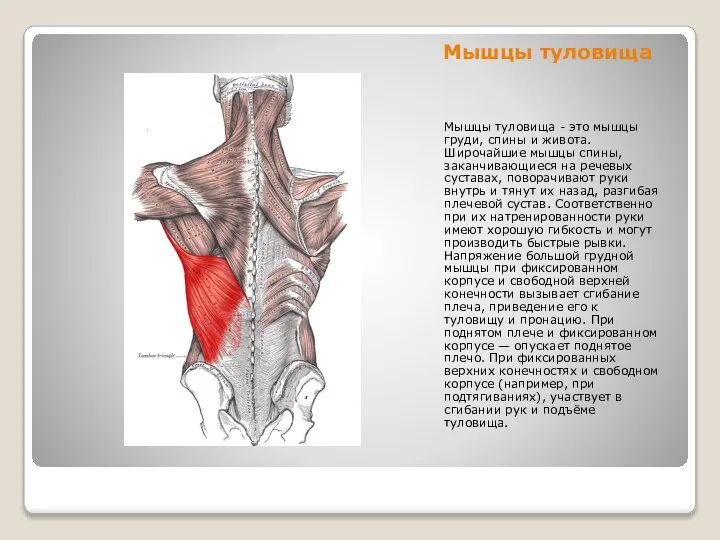 Мышцы туловища Мышцы туловища - это мышцы груди, спины и живота.