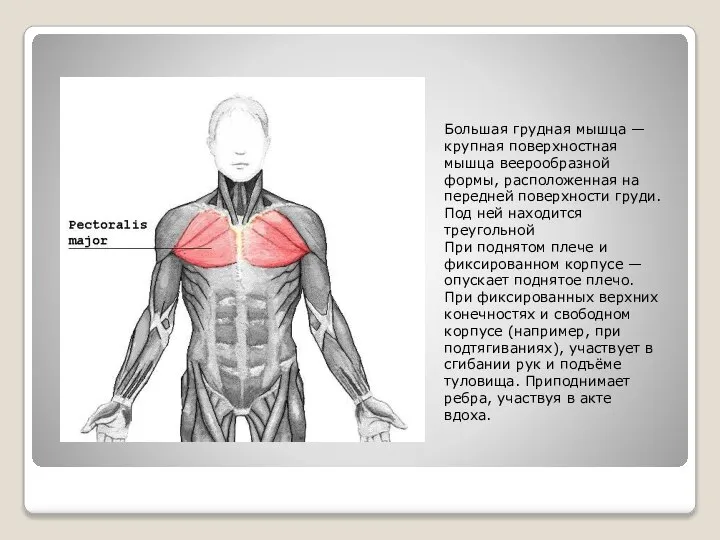 Большая грудная мышца — крупная поверхностная мышца веерообразной формы, расположенная на