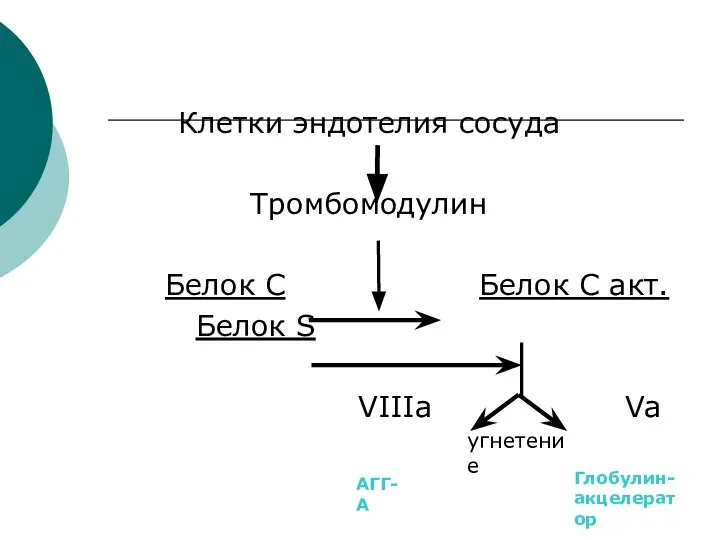 Клетки эндотелия сосуда Тромбомодулин Белок С Белок С акт. Белок S