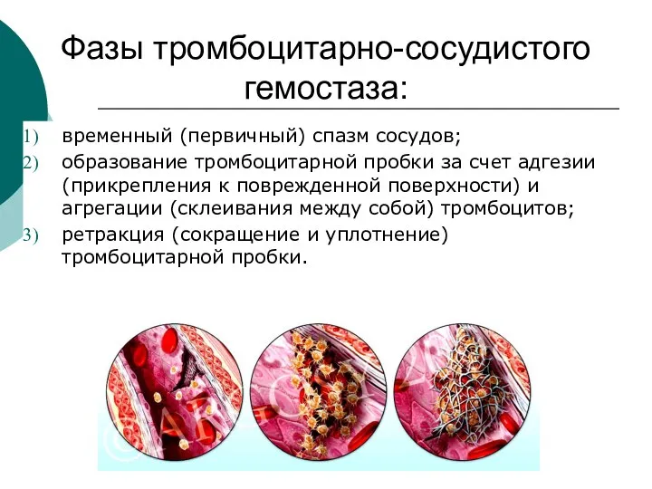 Фазы тромбоцитарно-сосудистого гемостаза: временный (первичный) спазм сосудов; образование тромбоцитарной пробки за