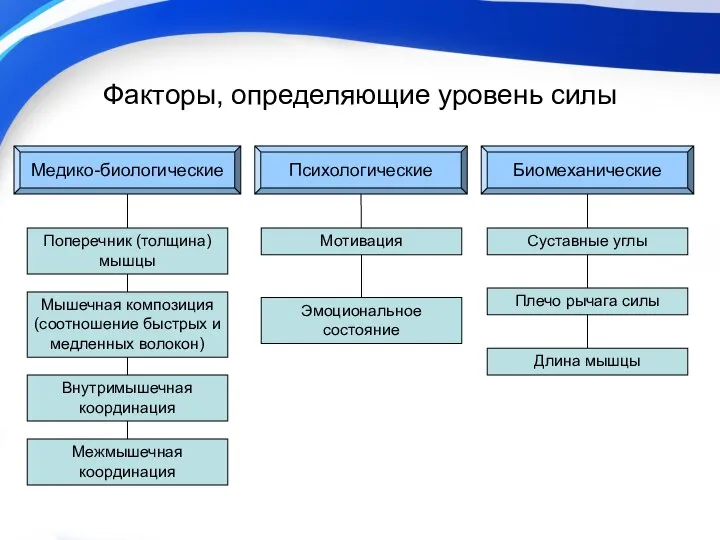 Факторы, определяющие уровень силы Биомеханические Медико-биологические Психологические Поперечник (толщина) мышцы Мышечная