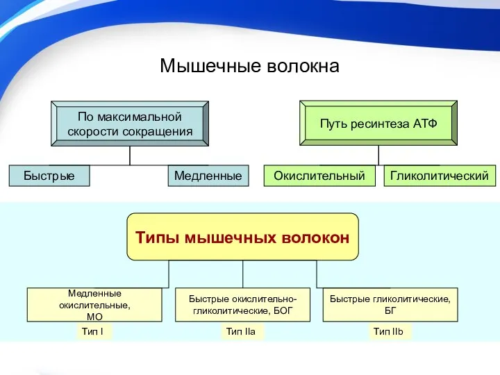 Мышечные волокна По максимальной скорости сокращения Путь ресинтеза АТФ Быстрые Медленные