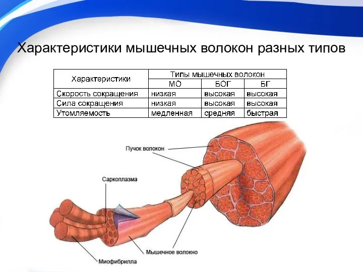 Характеристики мышечных волокон разных типов