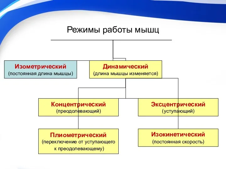 Режимы работы мышц Изокинетический (постоянная скорость) Изометрический (постоянная длина мышцы) Динамический