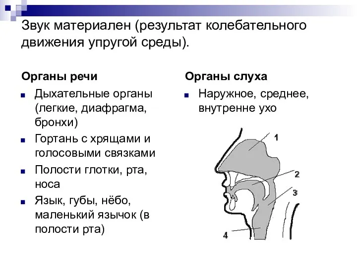 Звук материален (результат колебательного движения упругой среды). Органы речи Дыхательные органы