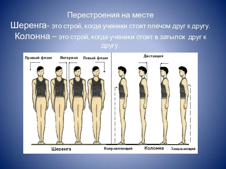 Перестроения на месте Шеренга- это строй, когда ученики стоят плечом друг