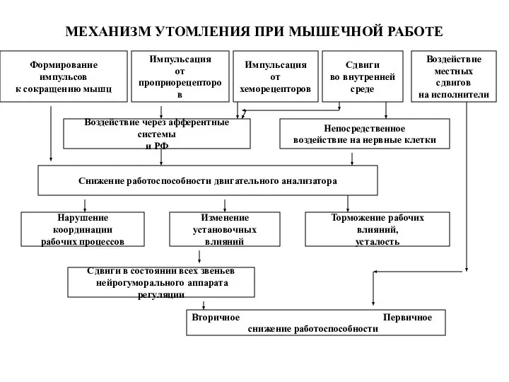 МЕХАНИЗМ УТОМЛЕНИЯ ПРИ МЫШЕЧНОЙ РАБОТЕ Формирование импульсов к сокращению мышц Импульсация