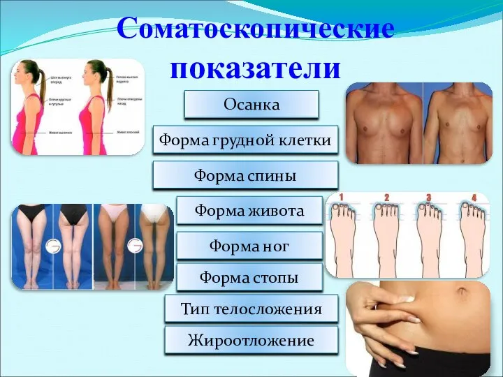 Соматоскопические показатели Осанка Форма грудной клетки Форма спины Форма живота Форма