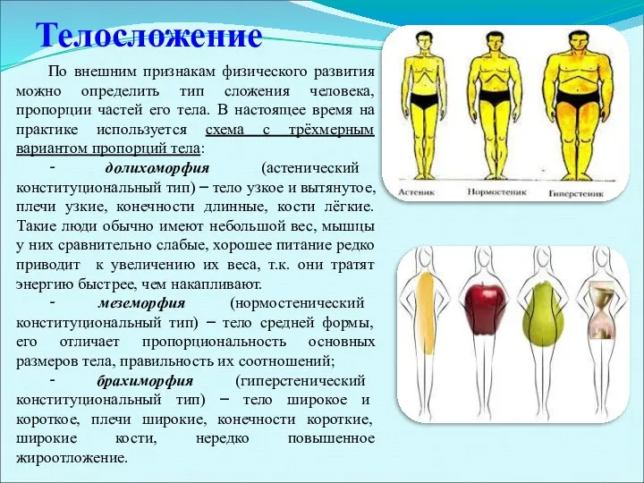 Телосложение По внешним признакам физического развития можно определить тип сложения человека,