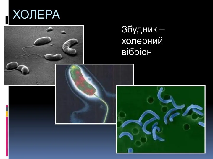 ХОЛЕРА Збудник – холерний вібріон