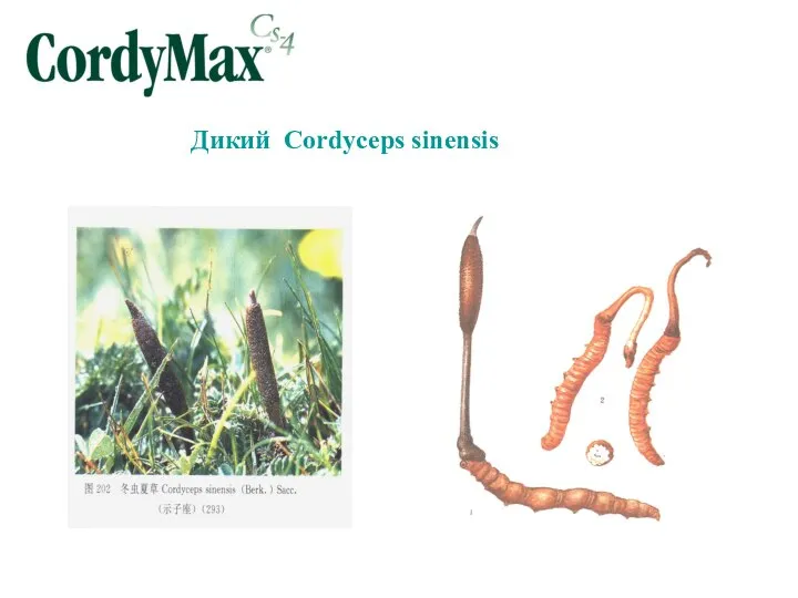 Дикий Cordyceps sinensis