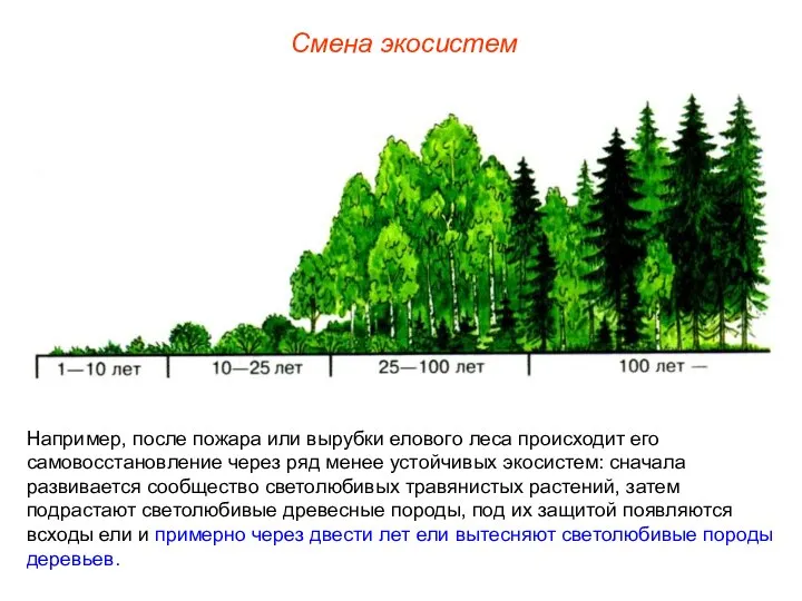 Смена экосистем Например, после пожара или вырубки елового леса происходит его