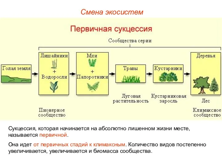 Смена экосистем Сукцессия, которая начинается на абсолютно лишенном жизни месте, называется