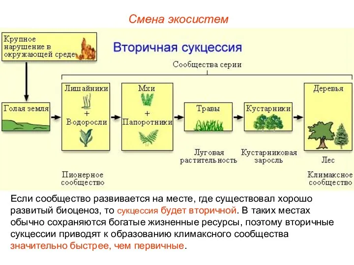 Смена экосистем Если сообщество развивается на месте, где существовал хорошо развитый