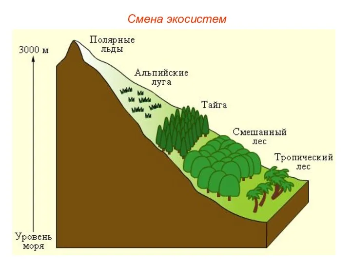 Смена экосистем