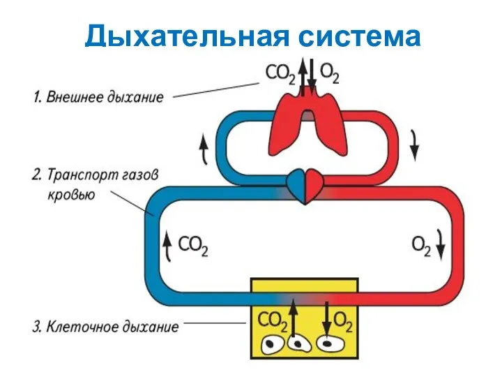 Дыхательная система