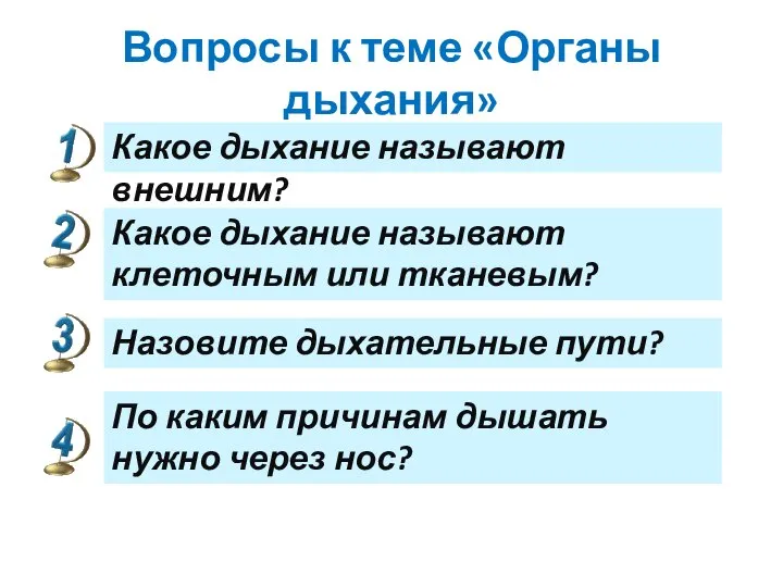 Вопросы к теме «Органы дыхания» Какое дыхание называют внешним? Какое дыхание