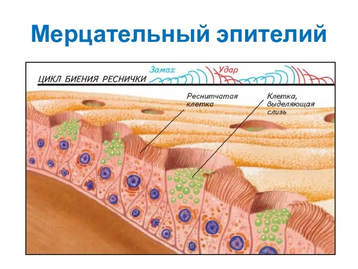 Мерцательный эпителий