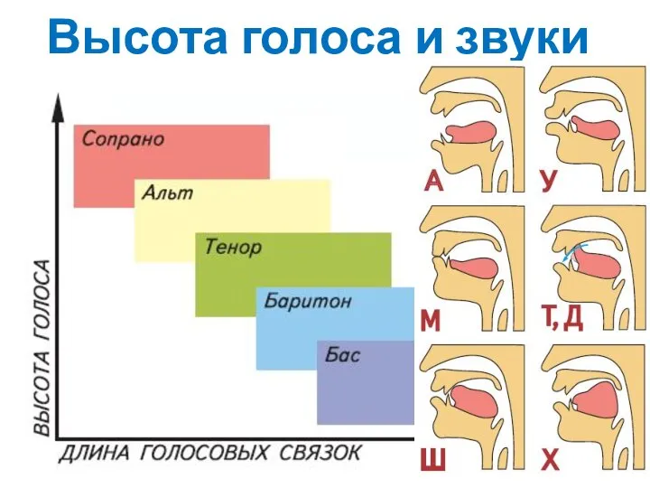 Высота голоса и звуки