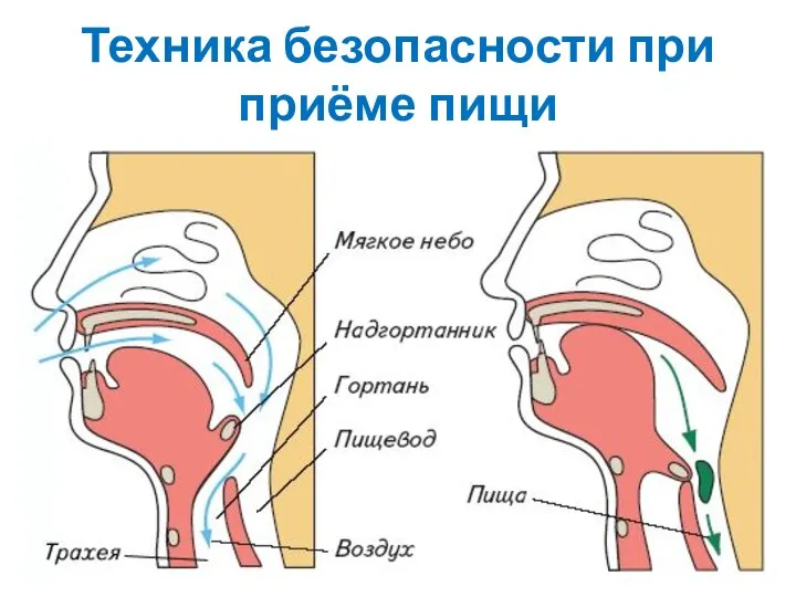 Техника безопасности при приёме пищи