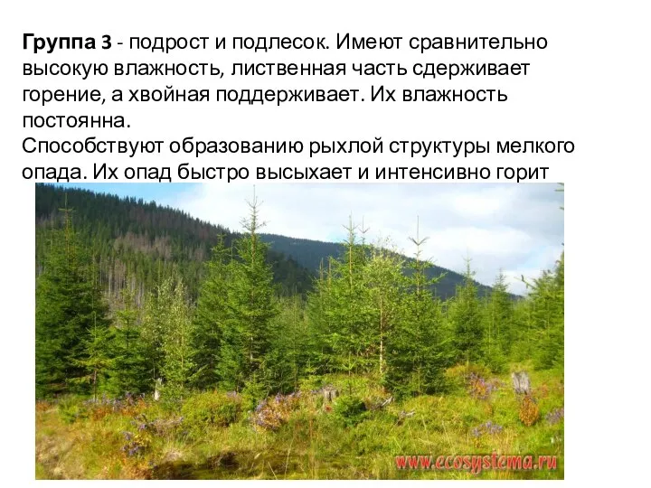 Группа 3 - подрост и подлесок. Имеют сравнительно высокую влажность, лиственная