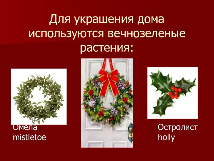 Для украшения дома используются вечнозеленые растения: Омела mistletoe Остролист holly