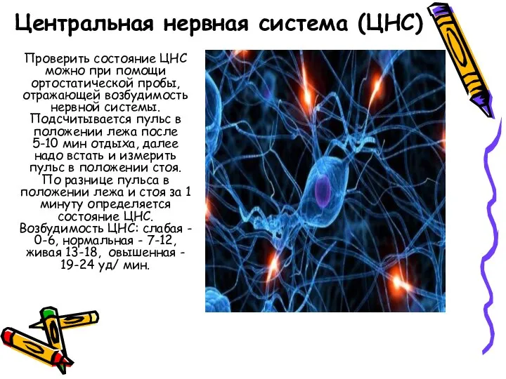 Центральная нервная система (ЦНС) Проверить состояние ЦHС можно при помощи ортостатической