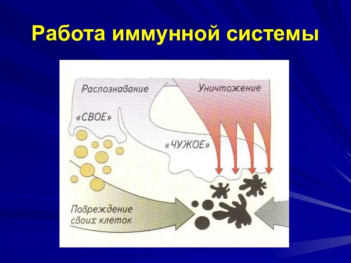 Работа иммунной системы