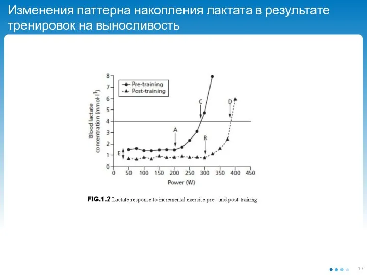 Изменения паттерна накопления лактата в результате тренировок на выносливость