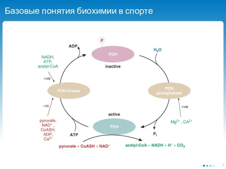 Базовые понятия биохимии в спорте