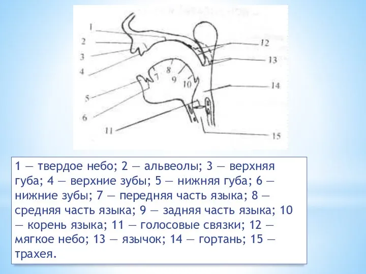 1 — твердое небо; 2 — альвеолы; 3 — верхняя губа;