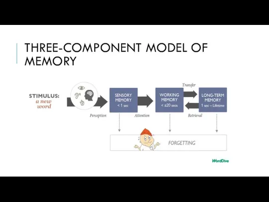 THREE-COMPONENT MODEL OF MEMORY