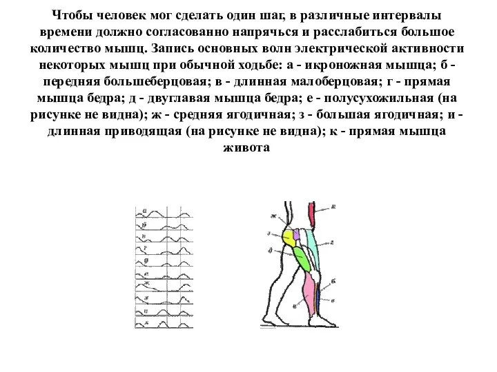 Чтобы человек мог сделать один шаг, в различные интервалы времени должно