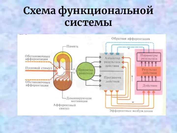 Схема функциональной системы