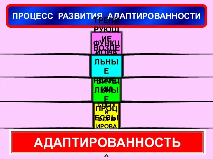 ПРОЦЕСС РАЗВИТИЯ АДАПТИРОВАННОСТИ ТРЕНИРУЮЩИЕ ВОЗДЕЙСТВИЯ ЗАКРЕПЛЕНИЕ ФУНКЦИОНАЛЬНЫХ И ФОРМИРОВАНИЕ СТРУКТУРНЫХ ИЗМЕНЕНИЙ ВОССТАНОВИТЕЛЬНЫЕ ПРОЦЕССЫ ФУНКЦИОНАЛЬНЫЕ РЕАКЦИИ АДАПТИРОВАННОСТЬ