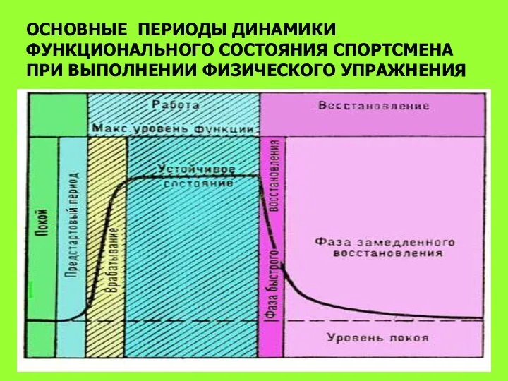 ОСНОВНЫЕ ПЕРИОДЫ ДИНАМИКИ ФУНКЦИОНАЛЬНОГО СОСТОЯНИЯ СПОРТСМЕНА ПРИ ВЫПОЛНЕНИИ ФИЗИЧЕСКОГО УПРАЖНЕНИЯ