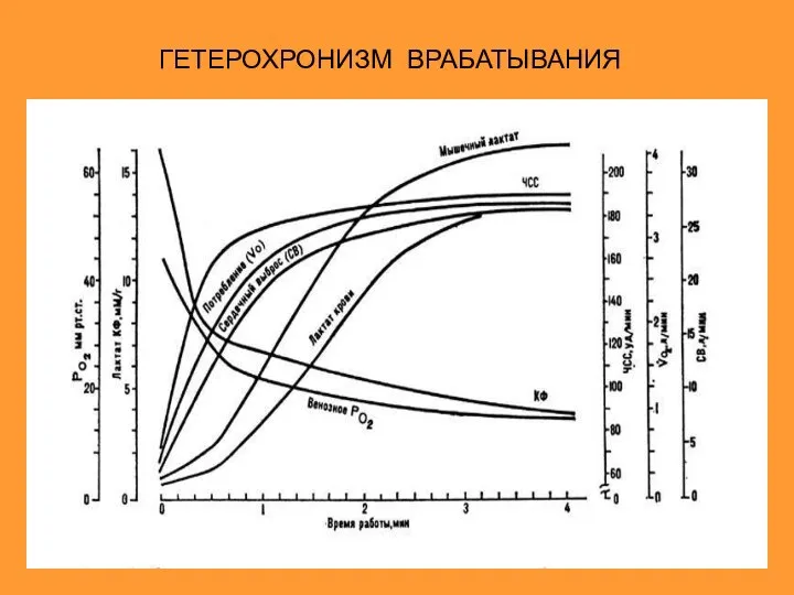 ГЕТЕРОХРОНИЗМ ВРАБАТЫВАНИЯ