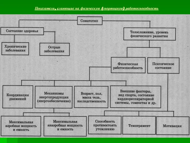 Показатели, влияющие на физическую (спортивную) работоспособность