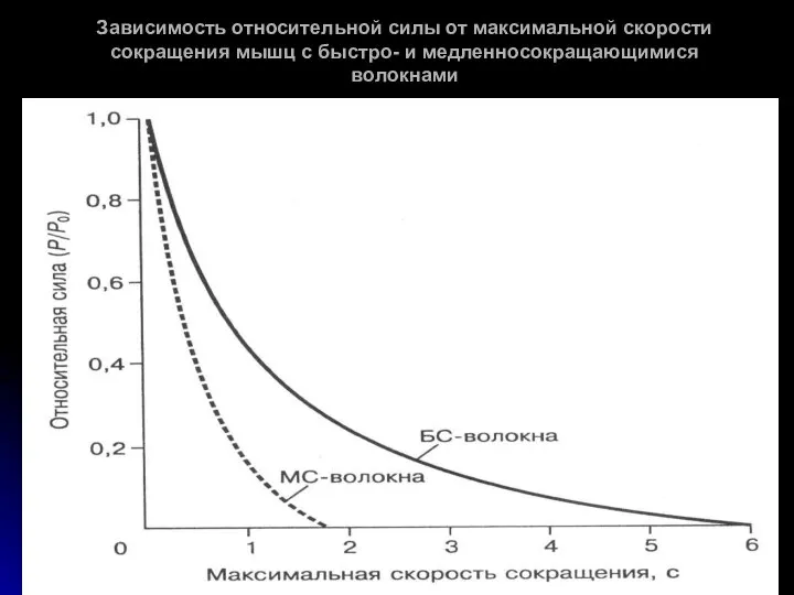 Зависимость относительной силы от максимальной скорости сокращения мышц с быстро- и медленносокращающимися волокнами