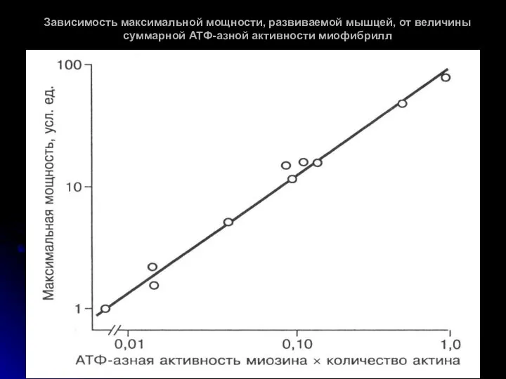 Зависимость максимальной мощности, развиваемой мышцей, от величины суммарной АТФ-азной активности миофибрилл