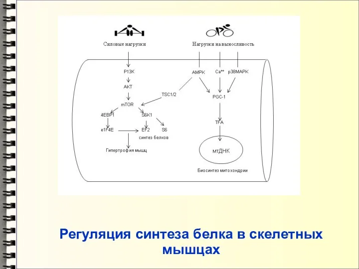 Регуляция синтеза белка в скелетных мышцах