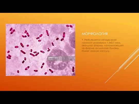 МОРФОЛОГИЯ Y. Pestis является неподвижной палочкой размером 1.5х0.7 мкм, овоидной формы,