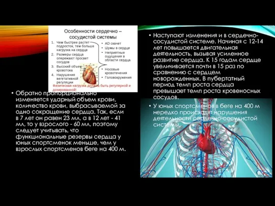 Обратно пропорционально изменяется ударный объем крови, количество крови, выбрасываемой за одно