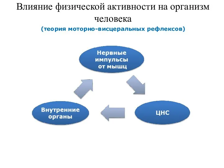 Влияние физической активности на организм человека (теория моторно-висцеральных рефлексов)